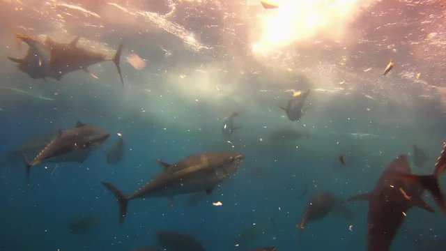 Schwarm von Thunfischen in einer traditionellen Tonnara vor Sardinien wird gef&uuml;ttert