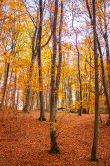 Beech forest in autumn