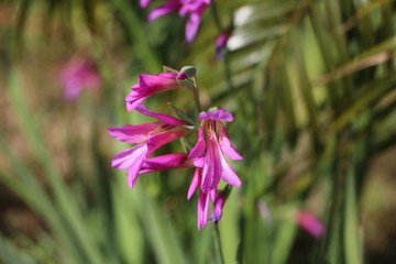 Close up of Gladiolus italicus, Sicily Italy