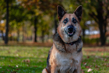 big dog sitting on the grass