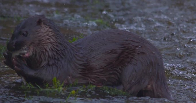 Otter Eurasian bites chews salmon fish river bank slow motion