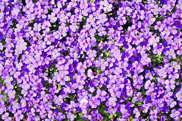 background of purple flowers