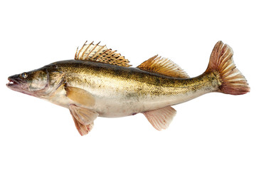 Predator Fish. Fresh Zander or Pike Perch Fish, isolated on a white background. Close-up