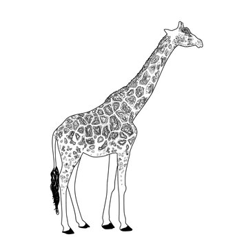 Giraffe coloring page vector
