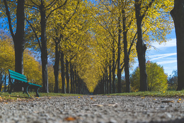 Park promenade colorful autumn day