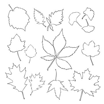 Outline leaves set isolated on white background vector