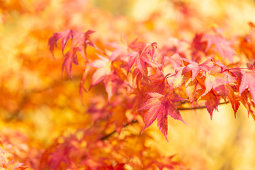 Maple leaves orange and yellow autumn