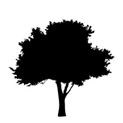 Fototapeta premium Tree silhouette isolated on white background vector