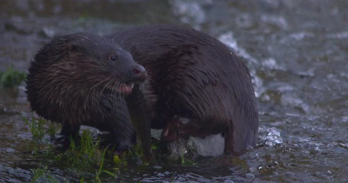 Otter Eurasian holds and eats fish river bank slow motion