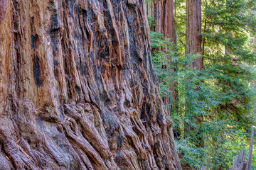 Giant Redwood Forest at Big Basin State Park