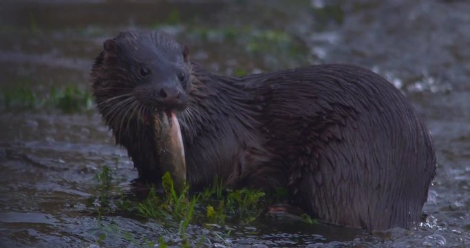 Otter Eurasian chewing on fish river bank slow motion
