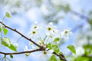 White flowers on blossoming pear tree. Spring