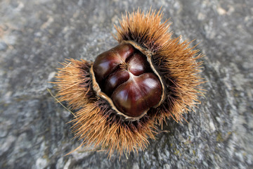 castagna nel riccio