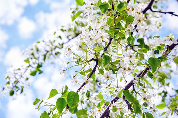 Branches of blossoming pear tree. Flowers with white petals against the blue sky. Spring garden