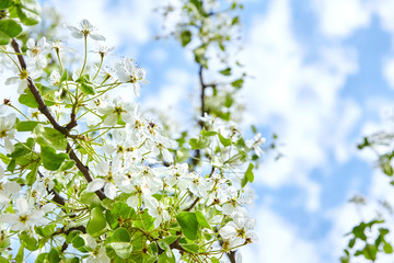 Branches of blossoming pear tree. Flowers with white petals against the blue sky. Spring garden