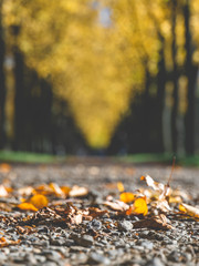 Park promenade colorful autumn day focused leaves