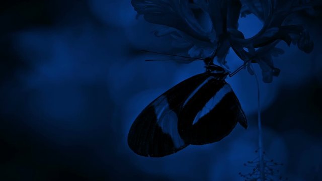 Butterfly On Flower At Night