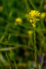 Colores de la primavera, amarillo