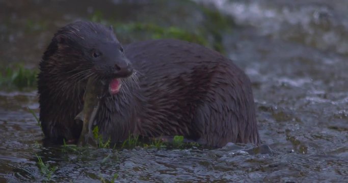 Otter Eurasian with fish in mouth chewing profile slow motion