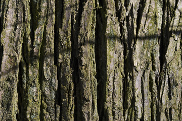 Tree Bark Texture