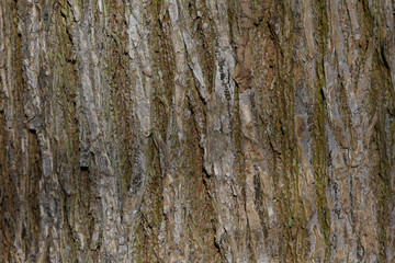 Tree Bark Texture