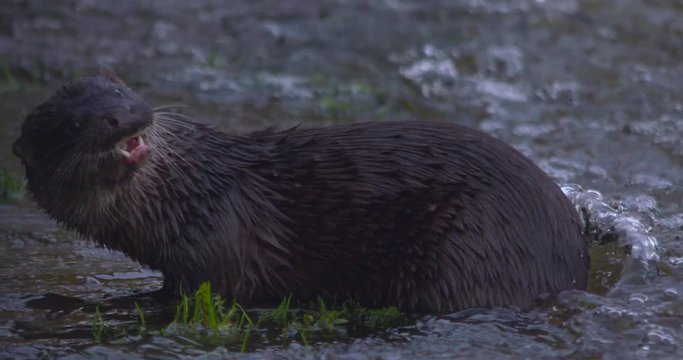 Otter Eurasian chews eating fish and swallows it river bank slow motion