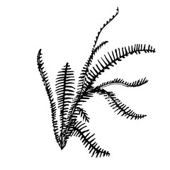Vector hand drawn botanical fern isolated on white background. Floral monochrome illustration. Forest plant. Use for your design