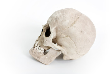 Human skull on white background