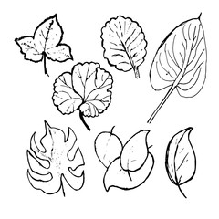 Vector set of hand drawn leaves isolated on white background. Floral monochrome illustration in sketch style. Use for your design