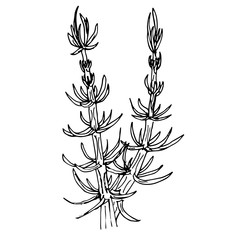 Vector hand drawn botanical illustration of meadow plant isolated on white background. Floral monochrome illustration in sketch style. Use for your design