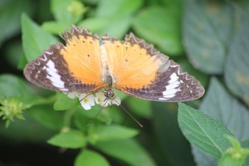 Farfalla