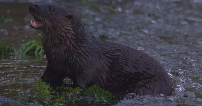 Otter Eurasian slips backwards into river from edge slow motion