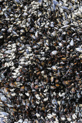 Mussels on the Oregon Coast