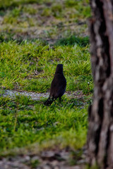 cuervo en jardines de torrelodones