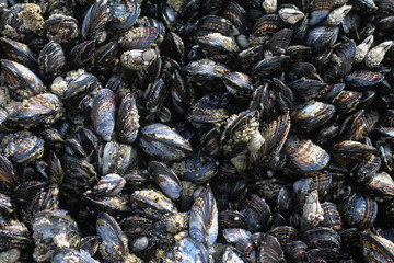 Mussels on the Oregon Coast