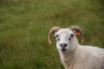 Obraz premium Sheep in grassy meadow, Iceland