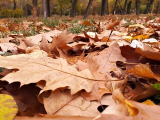 Autumn leaves on the ground - fall season in the forest