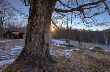 Mill Brook Sap Buckets