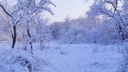 winter, зима