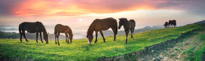 Obraz na płótnie Canvas Horses in the sunlight