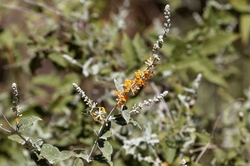 Leaves and flowers of Buddleja polystachya