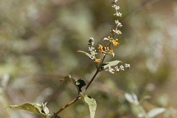 Leaves and flowers of Buddleja polystachya