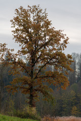 Herbstbaum