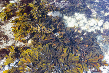 Fototapeta na wymiar pattern created by seaweed on water surface, North sea