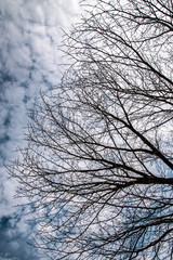 葉の散った木と秋の空