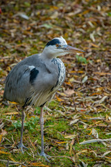 Grey Heron