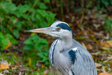 Grey Heron