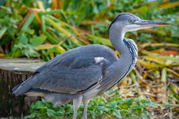 Naklejka premium Grey Heron
