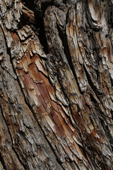 Wood close up in Bryce Canyon NP