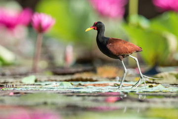 The Wattled Jacana, Jacana jacana is walking in the typical environment of Trinidad wetlands